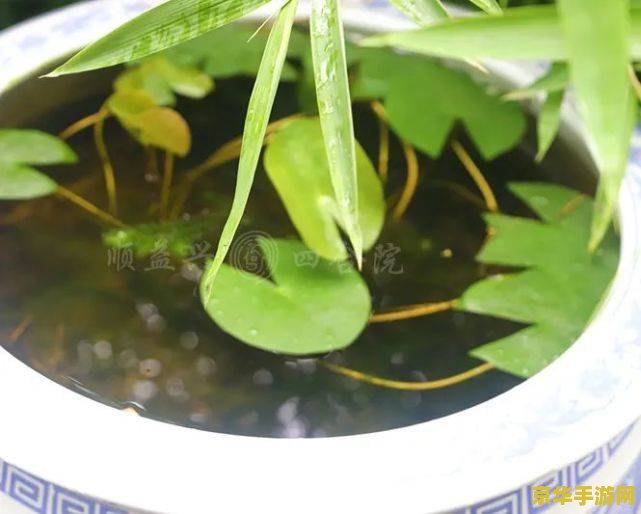 原神伞盖的荫蔽附近的草神瞳 原神伞盖的荫蔽附近的草神瞳探索指南