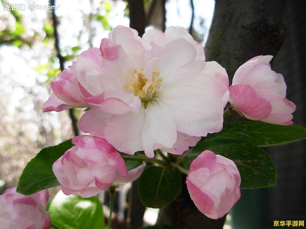 原神海棠花采集点 原神海棠花采集点全攻略 原神海棠花采集点 原神海棠花采集点全攻略