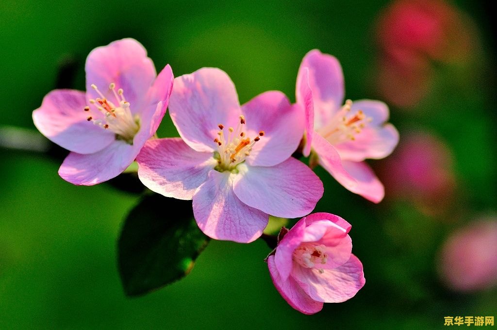 原神海棠花采集点 原神海棠花采集点全攻略 原神海棠花采集点 原神海棠花采集点全攻略