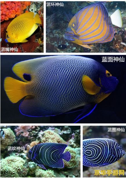 原神观赏鱼有哪些 原神观赏鱼种类及其游戏内意义