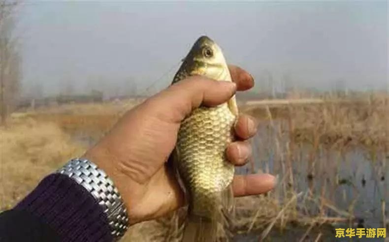 原神钓鱼钓什么好 原神钓鱼攻略:选择何种鱼类最划算? 原神钓鱼钓什么好 原神钓鱼攻略:选择何种鱼类最划算?