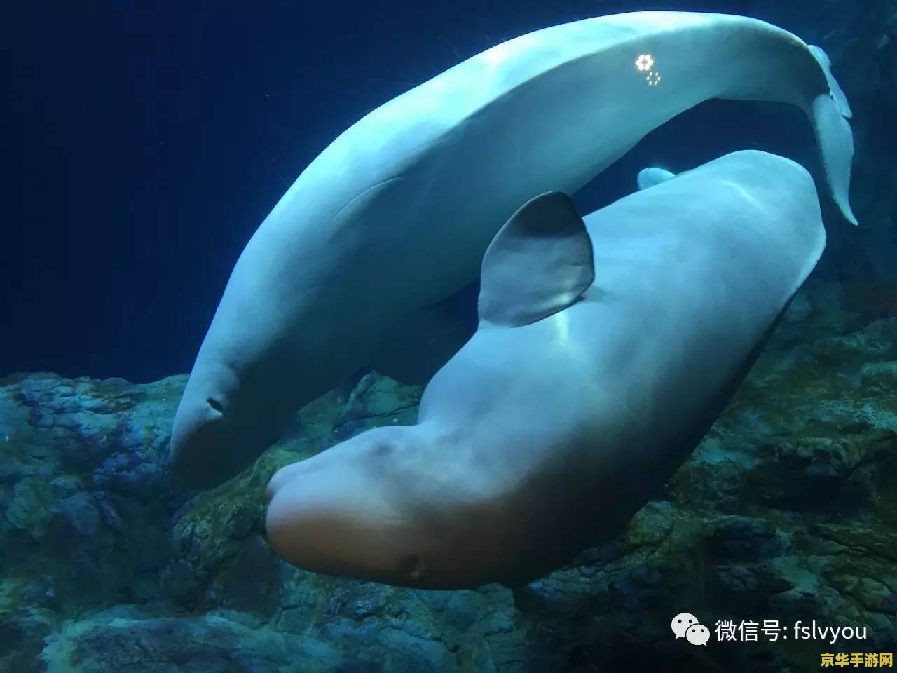 海底世界动态桌面 海底世界动态桌面：探索深海的奇幻之旅