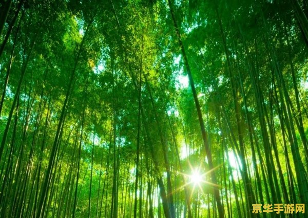 原神竹林在哪里 &lt;h3&gt;原神竹林的位置与探索&lt;/h3&gt;