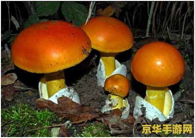 原神三个毒蘑菇围着的宝箱怎么开 &lt;h3&gt;原神：毒蘑菇环绕的宝箱解密攻略&lt;/h3&gt;