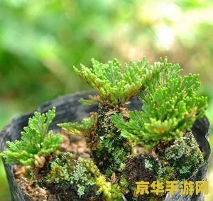 原神天云草实可以种吗 原神天云草实种植与用途探索