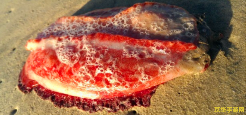 原神红色生物棕相片怎么拍 原神攻略：捕捉红色生物，轻松拍摄棕相片