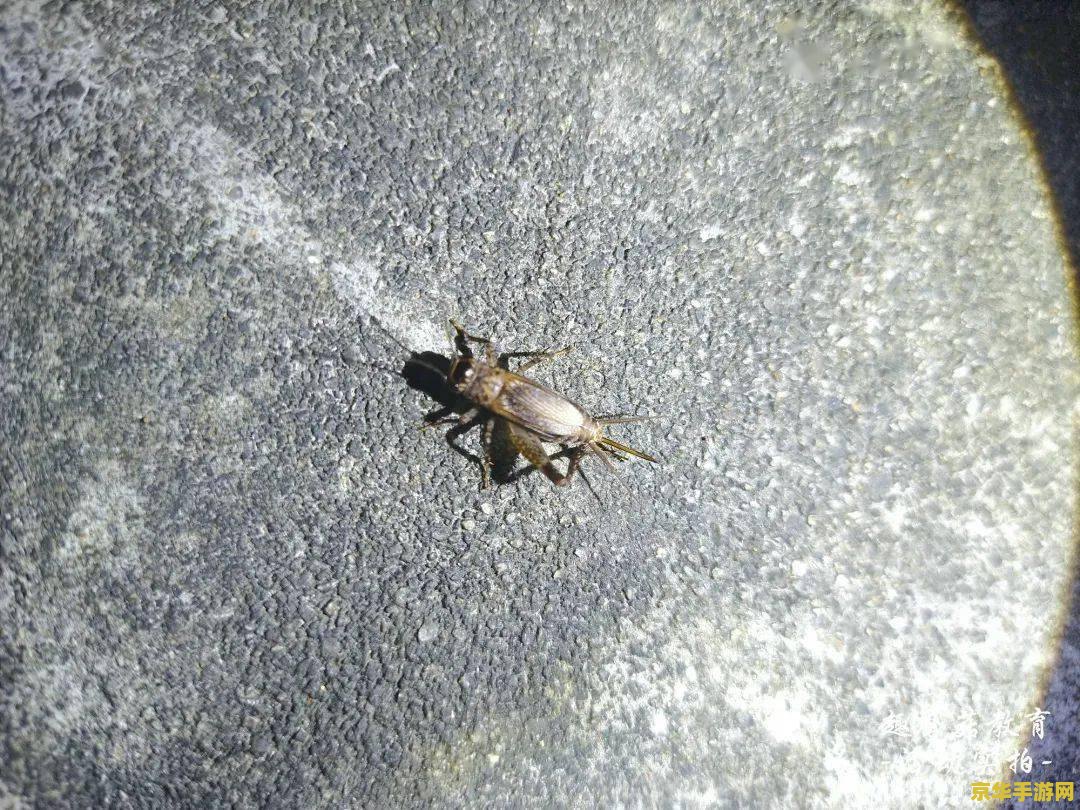 原神哪里卖沙脂蛹 原神中的珍稀资源：沙脂蛹的采集与探索之旅