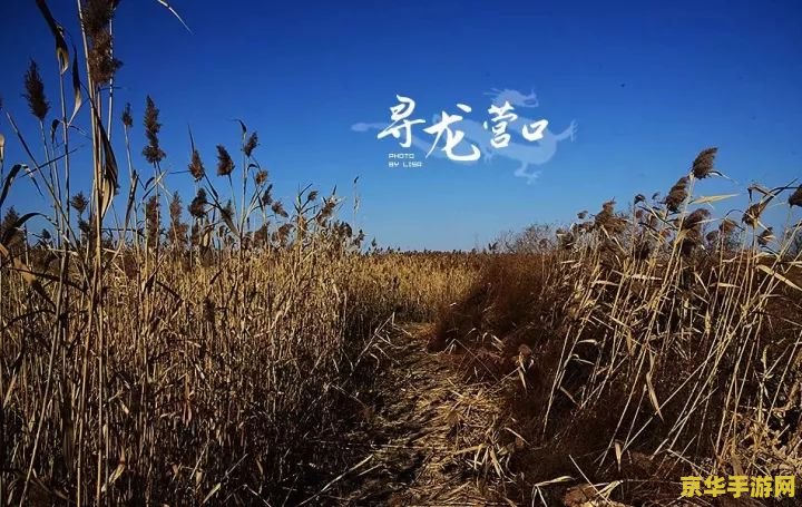 原神石壁上的灌木 原神：石壁上的灌木之谜与探索之旅