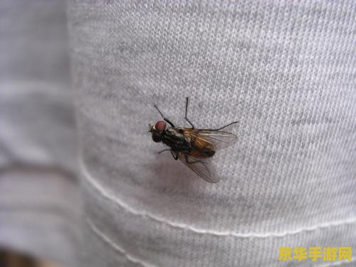 原神虫蛹 原神中的神秘生物：虫蛹深度解析