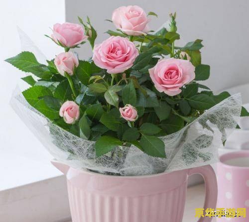 玫瑰小镇花盆升级 玫瑰小镇花盆升级攻略与深度解析