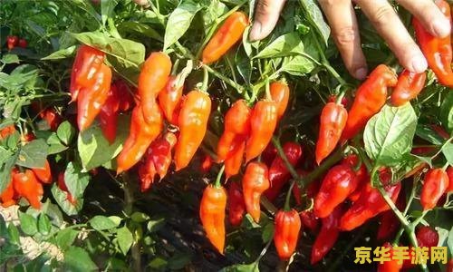 原神辣椒哪里买 原神辣椒购买指南