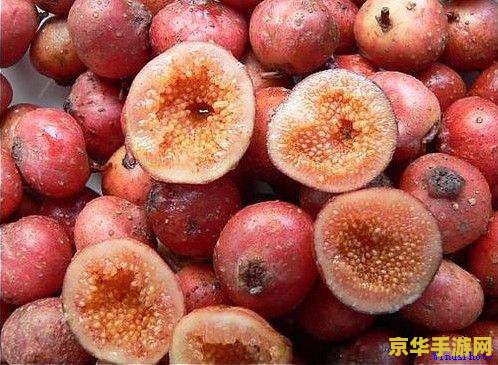 原神野果子哪里最多 原神：探寻野果子的最佳采集地