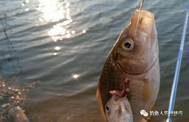 原神红色的鱼用什么钓 原神攻略:红色鱼类的垂钓之道 原神红色的鱼用什么钓 原神攻略:红色鱼类的垂钓之道