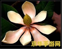 原神优昙花有什么用 原神优昙花：神秘之花的作用与探索