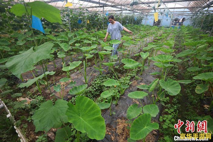 qq农场图片 QQ农场：重温田园生活的乐趣
