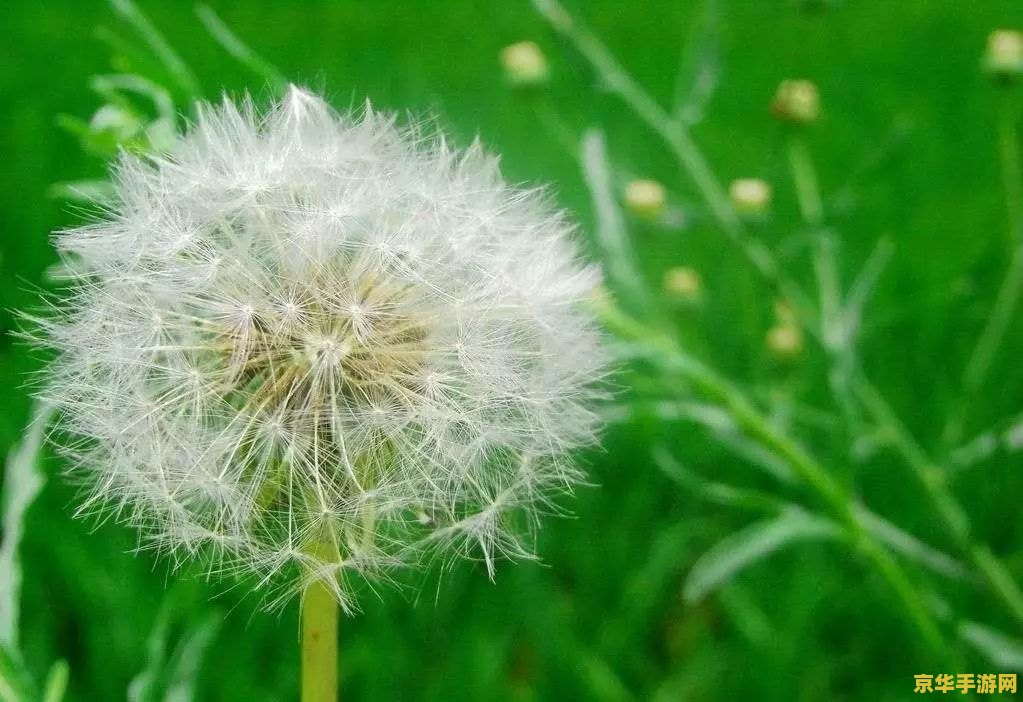 原神蒲公英是不是花 原神蒲公英：绽放于虚拟世界的真实之花