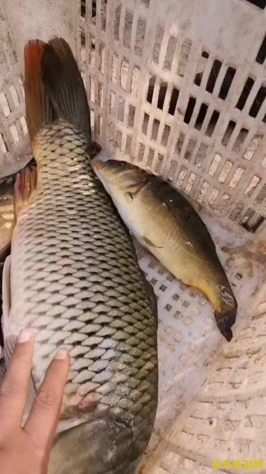 原神鱼获的鱼用什么诱饵 原神鱼获的鱼饵选择指南