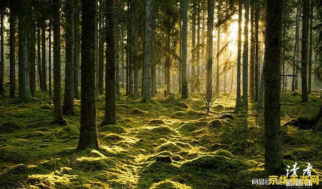 森林中的苗圃原神 森林之心：原神中的苗圃秘境
