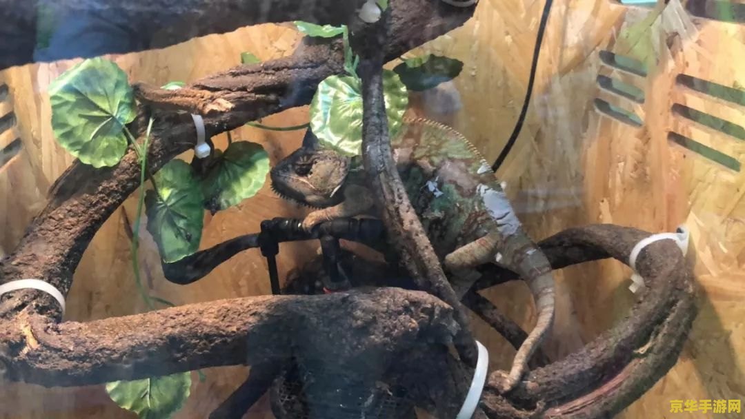 原神中有哪些特有的动物 原神中的特色动物探索