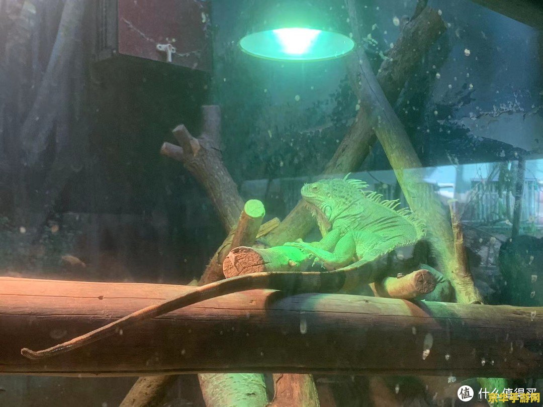 岩龙蜥原神在哪 原神中岩龙蜥的探寻之旅