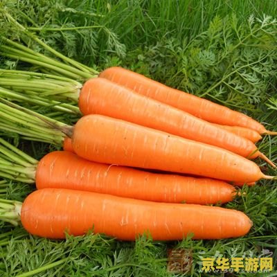 原神胡萝卜用处 原神胡萝卜的多元用途