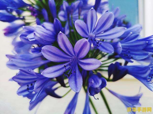 原神须弥蓝色发光的花 原神须弥蓝色发光的花：神秘与美丽的交织