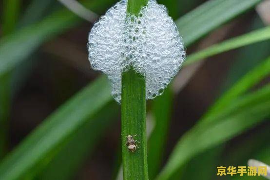 神奇的海螺原神花种 探秘原神中的神奇海螺与珍稀花种