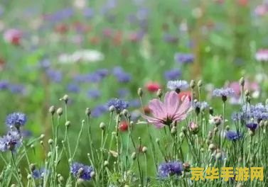 原神蒲公英花 原神中的自然瑰宝：探索蒲公英花的奥秘