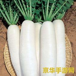 原神哪里白萝卜比较多 原神哪里白萝卜比较多？