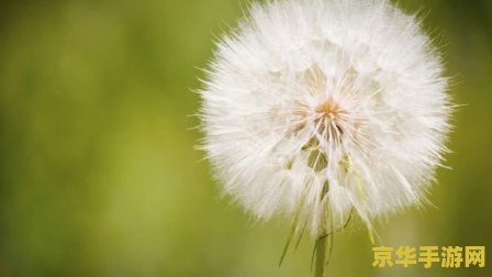 原神 蒲公英种子 原神中的自然奇迹：探索蒲公英种子的奥秘