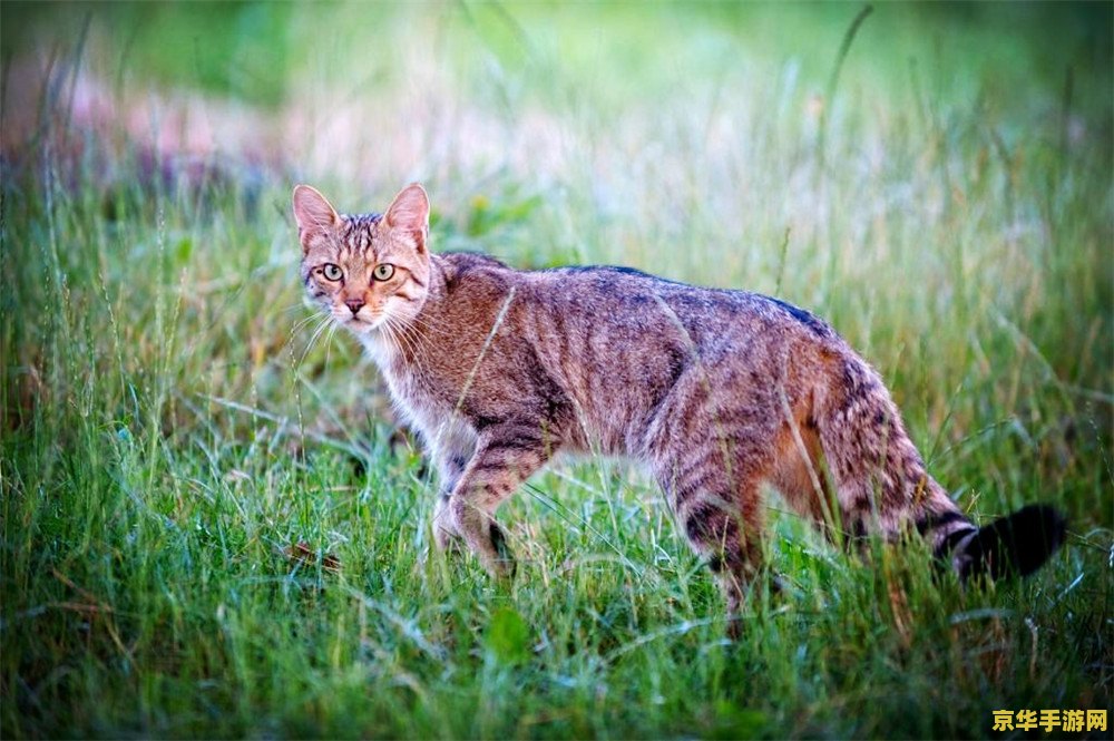 原神里的动物都是什么 原神里的多彩动物世界 原神里的动物都是什么 原神里的多彩动物世界
