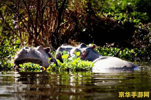 原神哪里有可以捕捉的动物 原神中可捕捉动物的探索之旅