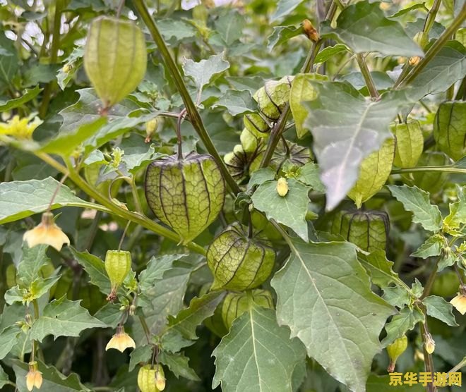 原神小灯笼草 原神中的奇妙植物：小灯笼草的探索与魅力
