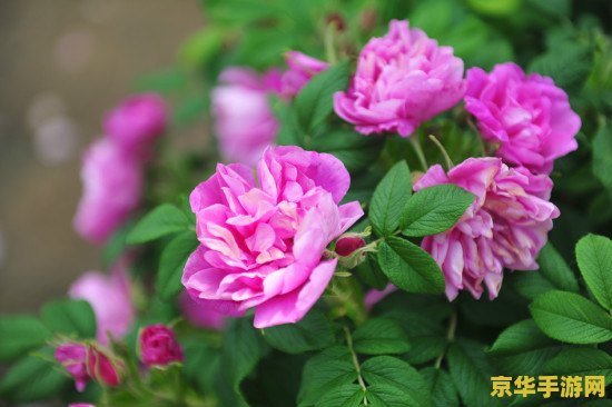 玫瑰小镇进不去 &lt;h3&gt;玫瑰小镇无法登录问题解析及游戏魅力探索&lt;/h3&gt;