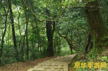 原神哪里有松树 原神中松树的自然之美探索