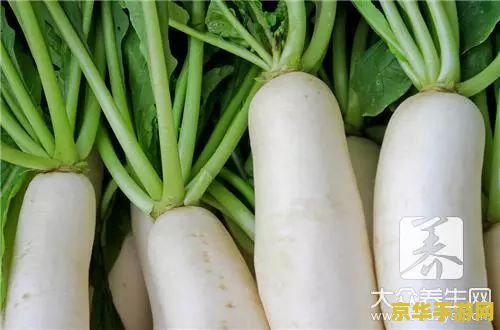 原神里的白萝卜和薄荷在哪里买 原神中白萝卜与薄荷的购买地点与游戏特色