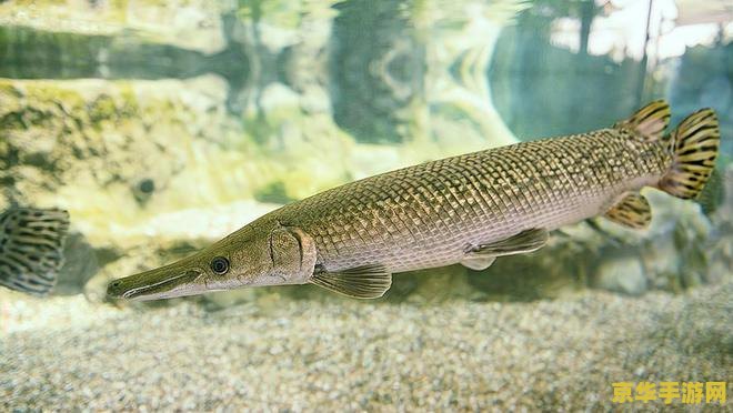 原神花锵鱼哪里多 原神花锵鱼哪里多？全面解析钓鱼热点