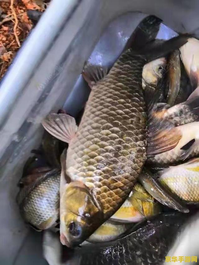 原神花锵鱼哪里多 原神花锵鱼哪里多？全面解析钓鱼热点