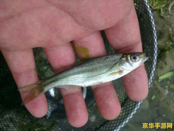 原神靖假鱼用什么钓 原神锖假鱼钓取攻略