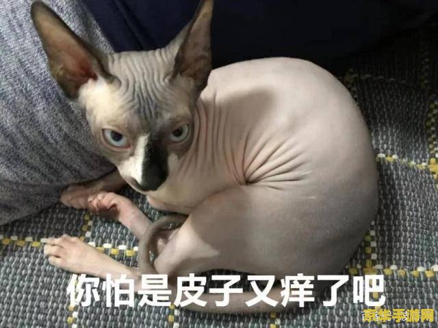 会说话的猫原神位置 会说话的猫在原神中的神秘踪迹