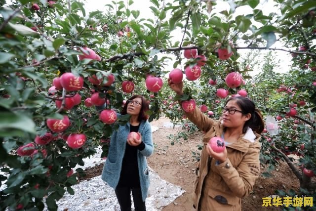 原神中在哪儿可以摘到苹果 原神中苹果采摘地点全解析