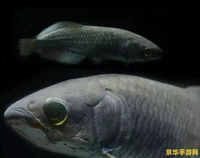 原神锖假龙鱼在哪里钓 原神锖假龙鱼在哪里钓