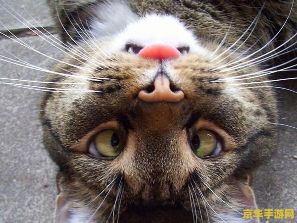 愤怒的猫咪 愤怒的小喵星人大冒险