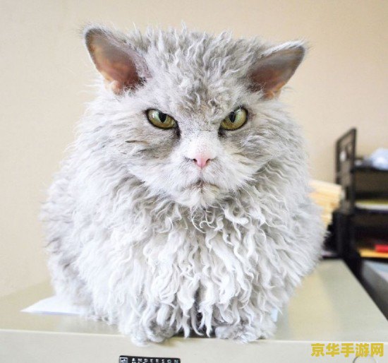 愤怒的猫咪 愤怒的小喵星人大冒险