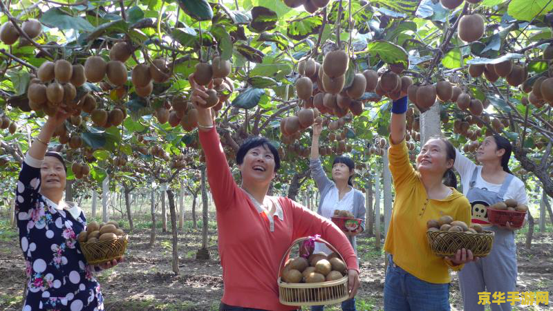 原神图纸果农的勤俭 原神：探索果农的勤俭之道，解锁田园新篇章