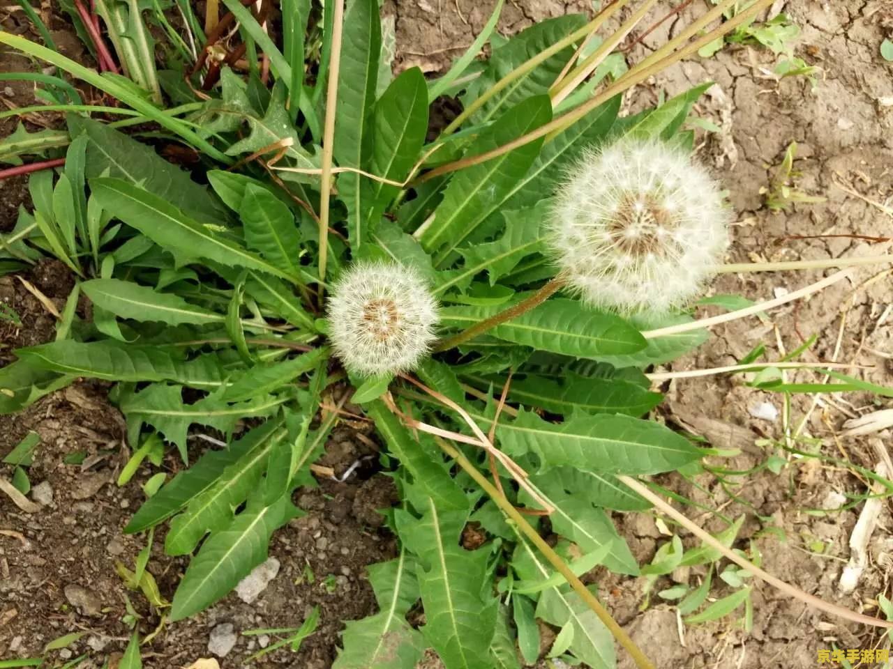 原神蒲公英怎么采摘 原神蒲公英采摘指南