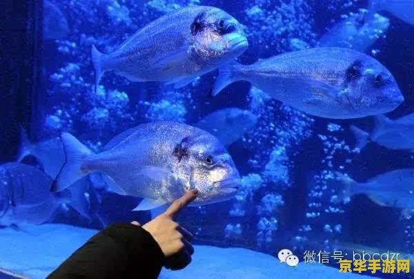 原神为什么别人的世界没有鱼 原神中“他人世界无鱼之谜”探析