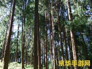 原神 杉木 原神中的自然瑰宝：探索杉木之美