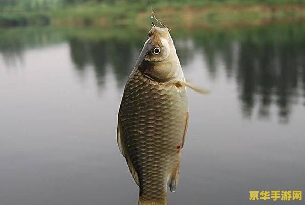 原神钓鱼怎么钓观赏鱼 原神钓鱼技巧:如何捕获观赏鱼 原神钓鱼怎么钓观赏鱼 原神钓鱼技巧:如何捕获观赏鱼