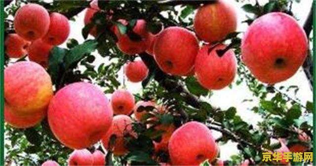 原神哪里有苹果摘 原神中苹果采摘的秘境探索